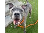 Adopt Stella a Pit Bull Terrier