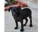 Adopt Ilsa a Labrador Retriever, Mixed Breed