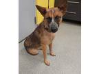 Adopt Lucianna a Cattle Dog, Mixed Breed
