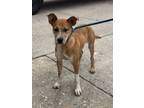 Adopt Envy a Black Mouth Cur, Mixed Breed