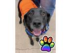 Adopt Betty - Available in Foster a Labrador Retriever, Mixed Breed