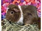 Adopt Peppercorn (Bonded w/ Szechuan) a Guinea Pig