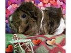 Adopt Szechuan (Bonded w/ Peppercorn) a Guinea Pig