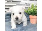 West Highland White Terrier Puppy for sale in Grovespring, MO, USA