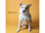 Adopt Melody a Border Collie, Australian Cattle Dog / Blue Heeler