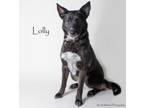 Adopt Lolly a Shepherd, Mixed Breed