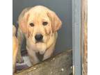 Labrador Retriever Puppy for sale in Adairsville, GA, USA