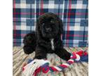 Mutt Puppy for sale in Yorkville, IL, USA