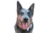 Adopt Estella a Cattle Dog, Mixed Breed