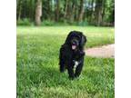 Goldendoodle Puppy for sale in Auburn, IN, USA