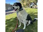 Adopt Poppy a Border Collie, Mixed Breed