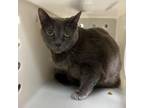 Adopt Baby Girl a Domestic Short Hair