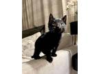 Adopt Nezuko a Domestic Short Hair