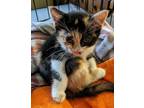 Adopt Isla a Domestic Short Hair