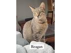 Adopt Reagan a Domestic Short Hair