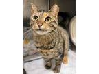 Adopt Monkey a Domestic Short Hair