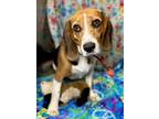 Adopt Mindy a Beagle