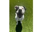 Adopt Artie Party a Pit Bull Terrier, Mixed Breed