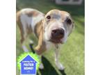 Adopt Sasha a Pit Bull Terrier, Mixed Breed