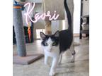 Adopt Kaori a Domestic Medium Hair