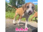 Adopt Rebel a Mixed Breed, Pit Bull Terrier