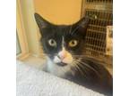 Adopt Manicotti a Domestic Short Hair