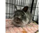 Adopt London a Lionhead