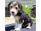 Adopt Dame Barky Dench a Beagle, Australian Shepherd