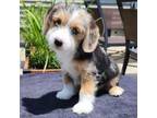 Adopt Pawdry Hepburn a Beagle, Australian Shepherd
