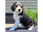 Adopt Pawdonna a Beagle, Australian Shepherd