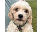 Adopt Betty White a Cavalier King Charles Spaniel, Poodle