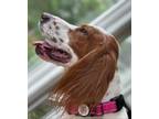 Adopt Lacey a English Setter