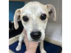 Adopt Pip a Mixed Breed