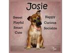 Adopt Josie a Australian Shepherd, Cattle Dog
