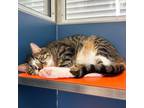 Adopt Sami a Domestic Short Hair