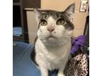 Adopt Tia a Domestic Short Hair