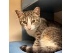 Adopt Blueberry Bee a Domestic Short Hair