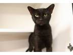 Adopt Natalie a Domestic Short Hair