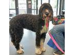 Adopt Pippa a Standard Poodle