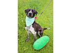 Adopt Pickles a Pit Bull Terrier, Australian Cattle Dog / Blue Heeler