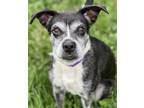 Adopt Piper a Boston Terrier, Mixed Breed