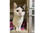 Adopt Hanna a Domestic Short Hair