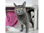 Adopt Brooklyn a Domestic Short Hair