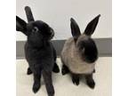 Adopt Chocolate Peanut Butter a Mini Rex