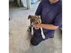 Adopt Babygirl aka Baby Girl a English Pointer, American Staffordshire Terrier