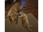 Adopt Valentine a Labrador Retriever