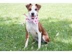 Adopt Lola a Parson Russell Terrier, American Staffordshire Terrier