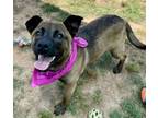 Adopt Mia $25 a Black Mouth Cur, Mixed Breed