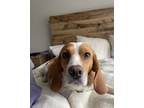 Adopt Daisy $25 a Beagle, Mixed Breed