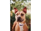 Adopt 73708A Bamboo a American Staffordshire Terrier, Mixed Breed